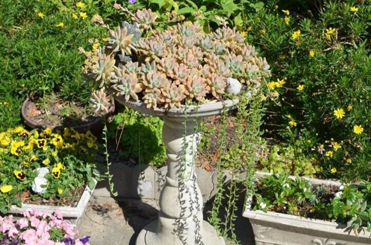 succulents in a vintage bird bath